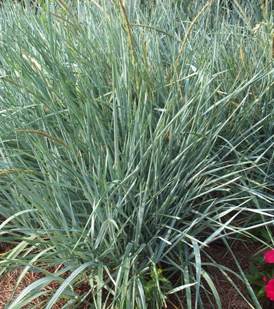 Wild Blue Rye Grass